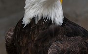How Long Do American Bald Eagles Live?