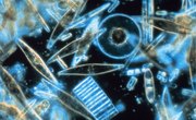 Importance of Phytoplankton