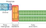 Trilaminar Structure of the Cell Membrane