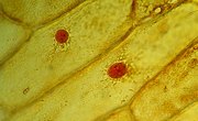 How to Make a Simple Microscope