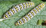 The Life Cycle of the Mullein Moth