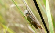 Life Cycle of a Cricket