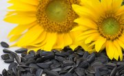 What Animals Eat Sunflower Seeds?