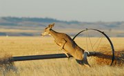 Body Parts of a Deer