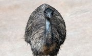Adaptations of the Emu