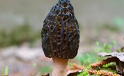Hunting for Morel Mushrooms in Pennsylvania