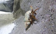 How Do Crustaceans Protect Themselves?
