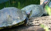 How to Identify Oklahoma Water Turtles