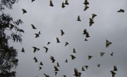 Types of Birds That Form Large Flocks Together