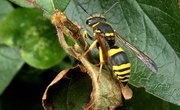 Identification of Wasps