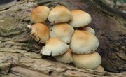 Edible Mushrooms That Grow on Tree Bark