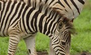Facts on Zebra Babies