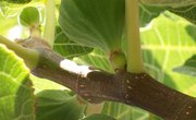The Symbiotic Relationship Between the Fig Tree & the Amazon Fruit Bat