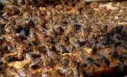 How Can I Extract Honey From a Wild Beehive?