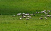 What Are the Functions of the Grassland Ecosystem?