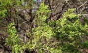 Types of Ecosystems in Texas