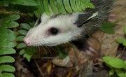 Adaptation of an Opossum