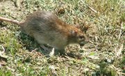 List of Rodents & Vermin