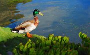 School Pond Ecosystems Projects