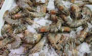 How to Start Freshwater Shrimp Farming