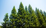 How Do Pine Trees Reproduce?
