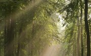Temperate Woodland & Shrubland Flowers