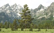 How Does Altitude Affect Vegetation?
