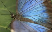 Facts for Kids on the Blue Morpho Butterfly