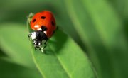 Difference Between Male & Female Ladybugs