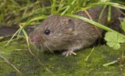 How to Identify Shrews, Moles & Voles