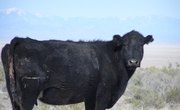How To Raise Black Angus Cattle
