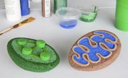 How to Build a 3D Model for Cell Biology Projects Mitochondria & Chloroplast