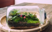 Create a Mini-Ecosystem at Your Desk With a Terrarium Kit