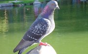 How to Attract Pigeons