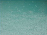 green algae in my pool