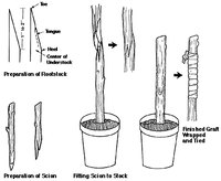 How to Graft Fig Trees | eHow