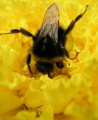 underground bee hive