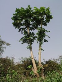 paw paw tree