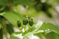 Unripe Meyer lemons will become bright yellow and delicious with good care.