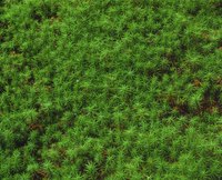 moss for plants download