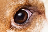 What Are the Treatments for a Meibomian Cyst in Dogs? | eHow