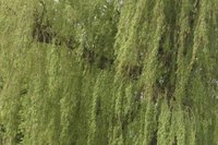Where to Find a Diamond Willow Tree (with Pictures) | eHow