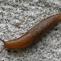 How to Get Rid of Slugs Inside the House | eHow