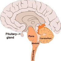 Removal of a Pituitary Tumor | eHow