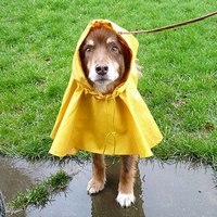 Rain Hats for Dogs | eHow