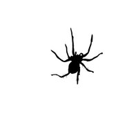 Poisonous Spiders in South Carolina | eHow