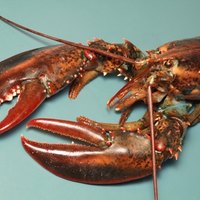 How to Cook Live Lobsters in the Oven | eHow