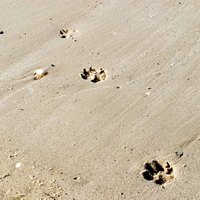 How to Identify Animal Tracks in Pennsylvania | eHow