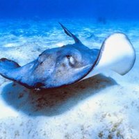 Stingray Adaptations for California college students - writemotion