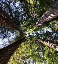Redwood National Park is now managed along with three California state parks as the Redwood National and State Parks, about 132,000 acres of the ...